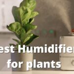 best humidifier for plants