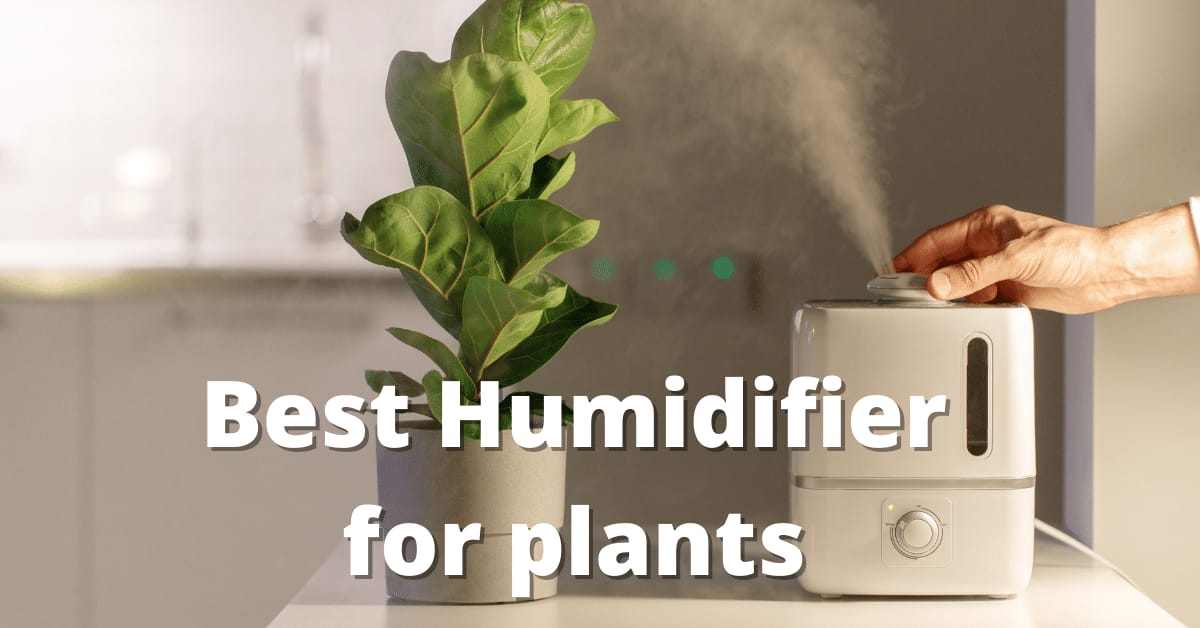 best humidifier for plants